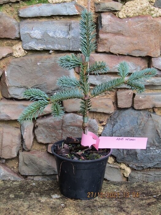 Abies vejarii, Vejar fir 35cm Exact item additional photo as of 07.08.23, please call the office