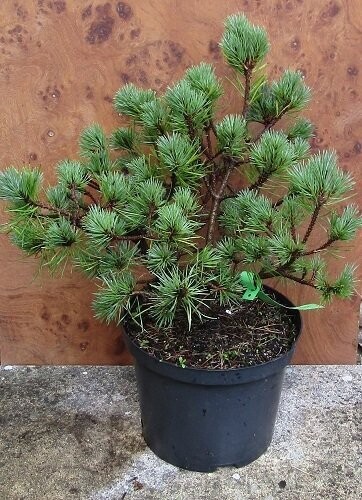 Pinus sylvestris frensham 5L 35-40x40cm EXACT ITEM OFFER
