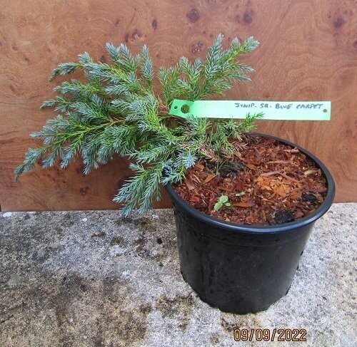 Juniperus squamata blue carpet, Nepalese juniper cv, 30cm spread