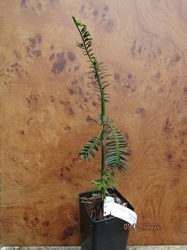 Cephalotaxus harringtonii var. drupacea 40-45cm EXACT ITEM OFFER