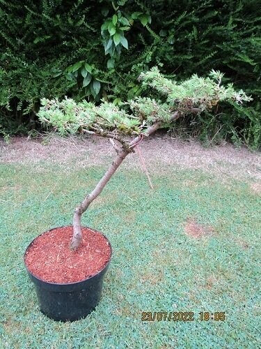 Cedrus libani bonsai 10L 60-65x55 EXACT ITEM OFFER