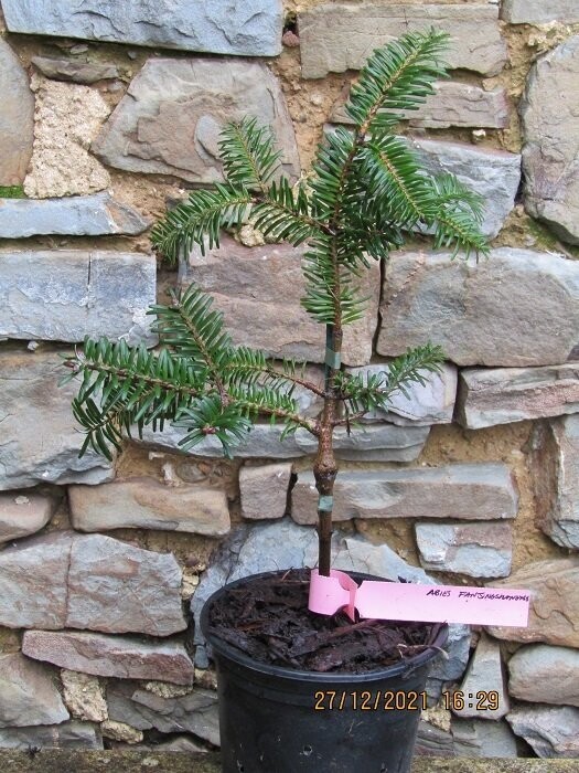 Abies fanjingshanensis 45-55cm, please call the office