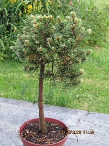 Pinus mugo milky way 10L 70-80x45-55cm