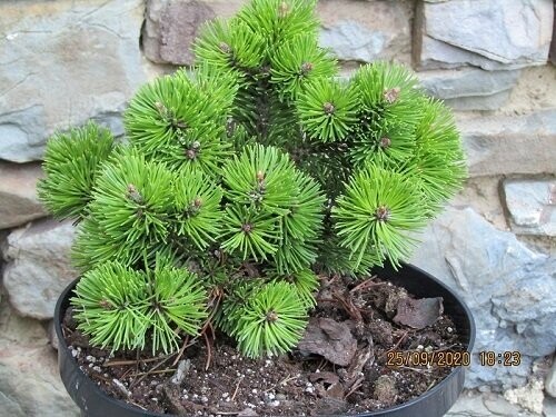 Pinus mugo mars(syn~pumilio mars) 5L 20-25x20-25cm