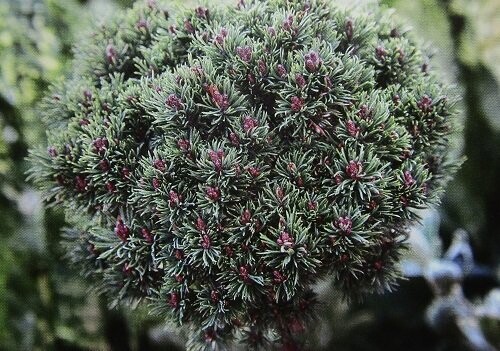 Pinus mugo fischleinboden 5L 30x30cm