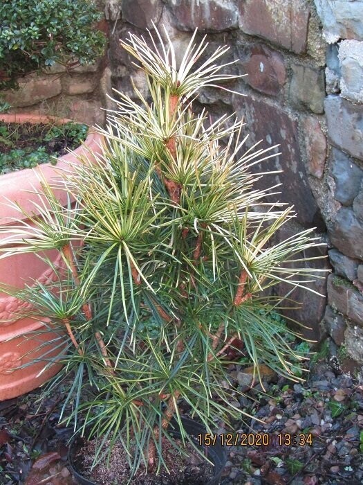 Sciadopitys verticillata shine a light 5L 70-80x40+cm