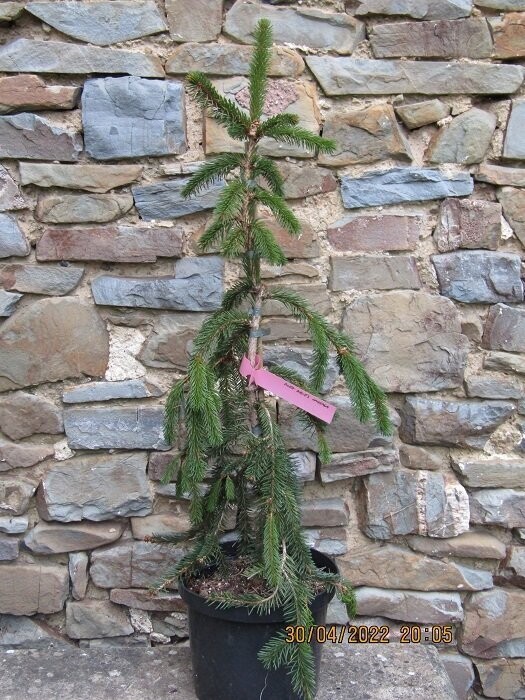 Picea abies inversa 10L 95-105cm