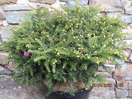 Picea abies nidiformis 7.5L 25x55cm iro 12-15yrs old