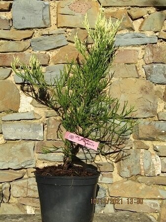 Sequoiadendron giganteum 'French beauty' 70-80cm