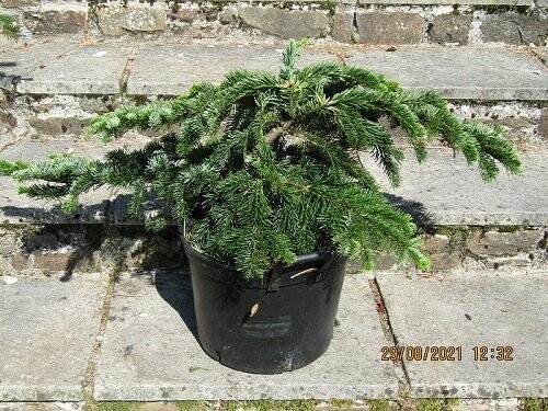 Abies amabilis spreading star 20L 40-50x110-120. iro 20-25yrsold. EXACT ITEM OFFER