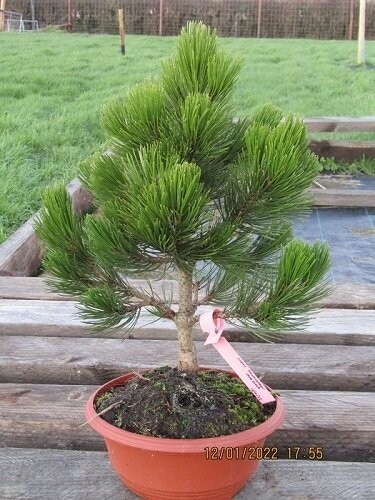 Pinus thunbergii maijima  55-60x50cm EXACT ITEM OFFER