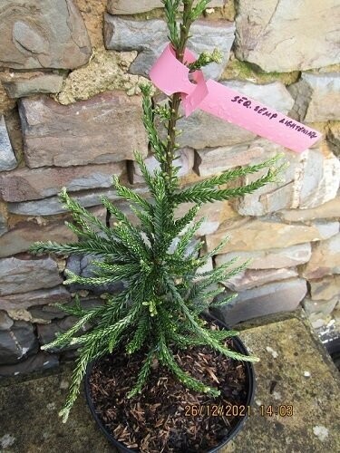 Sequoia sempervirens lightening  45-55cm