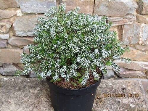 Abies koreana kohouts icebreaker 25x40cm