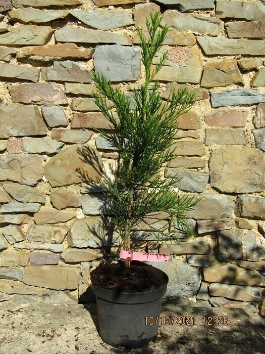 Sequoiadendron giganteum greenpeace 3L 40-50cm