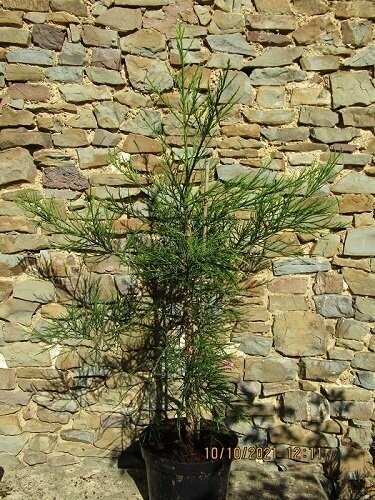 Sequoiadendron giganteum lighting green 15L 100-120x90cm