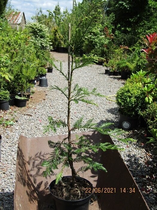 Sequoia sempervirens martin 100-120cm