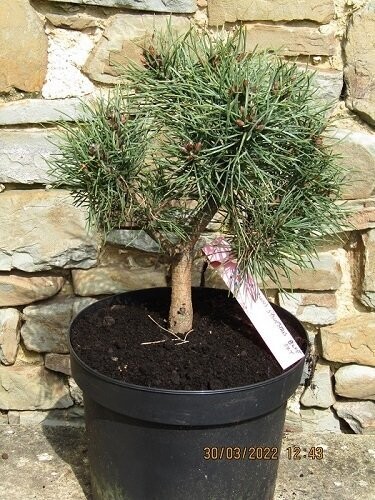 Pinus sylvestris blue sky 10L 50-60x40-45cm, EXACT ITEM OFFER