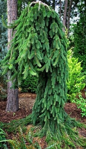 Picea abies cobra 10L 135-145