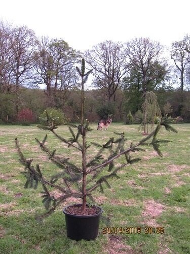 Picea abies cranstonii 30L 240-260x160+ cm, EXACT ITEM OFFER