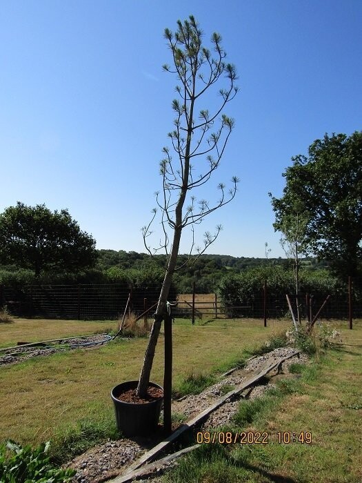 Pinus nigra 105L 440cm 37g at base(@12cm diameter) iro 35 yrs old, EXACT ITEM OFFER incl dedicated delivery to Leeds