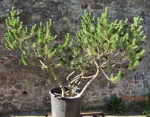 Pinus mugo, dwarf mountain pine, 90L 130-140x190cm, iro 25yrs old. EXACT ITEM OFFER