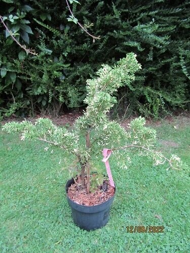 Juniperus chinensis Kaizuka variegata 5L 60-70cm EXACT ITEM OFFER