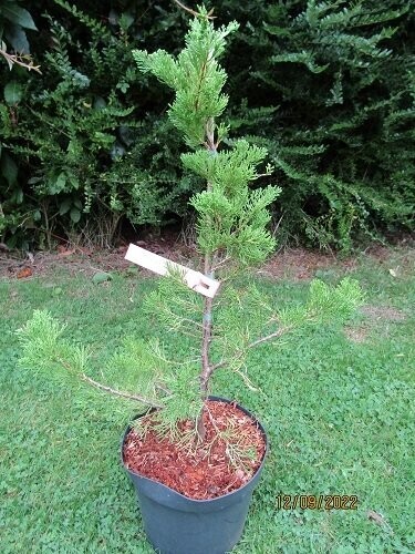 Juniperus chinensis Kaizuka 5L 70-80cm EXACT ITEM OFFER