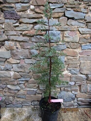 Cupressus glabra blue ice 7.5L 80-100cm