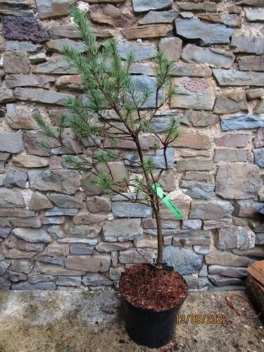 Pinus nigra nigra 5L 85-95cm EXACT ITEM OFFER