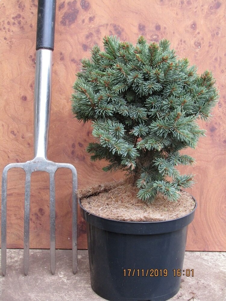 Picea alpestris zillertal, 5L 40-45x45cm