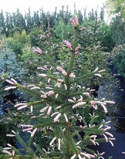 Picea abies roseospicata 5L 75-85cm EXACT ITEM OFFER