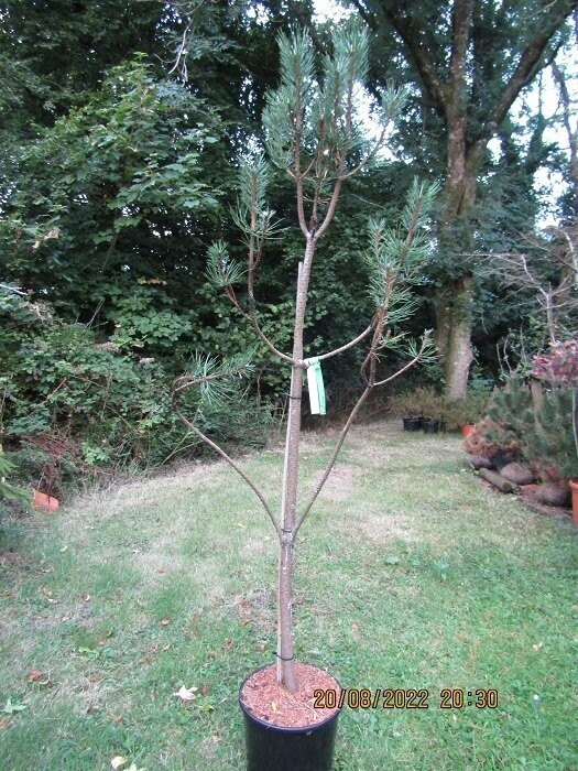 Pinus ponderosa 15L 230-250cm, 3-4cm diameter stem