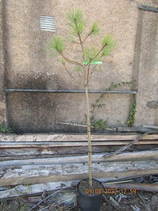 Pinus ponderosa 10L 145-160cm