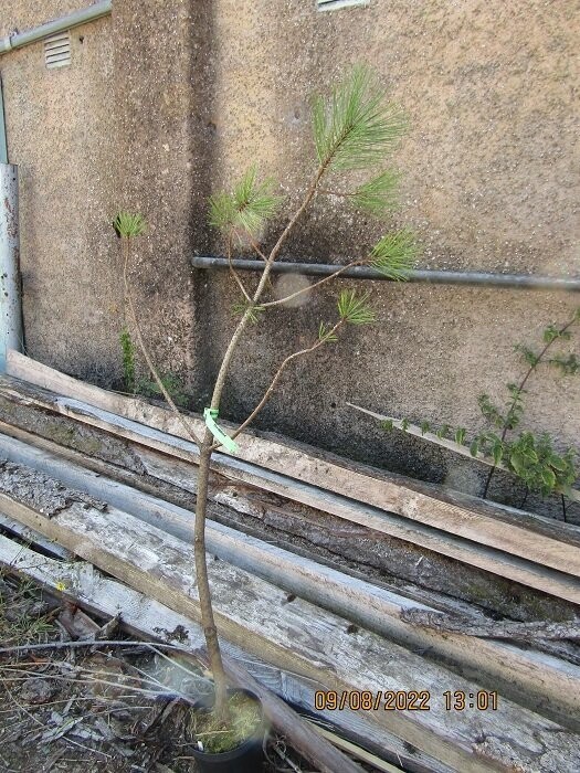 Pinus ponderosa 5L 130-145cm