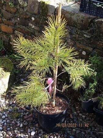 Pinus sylvestris anny's winter light 70-80cm