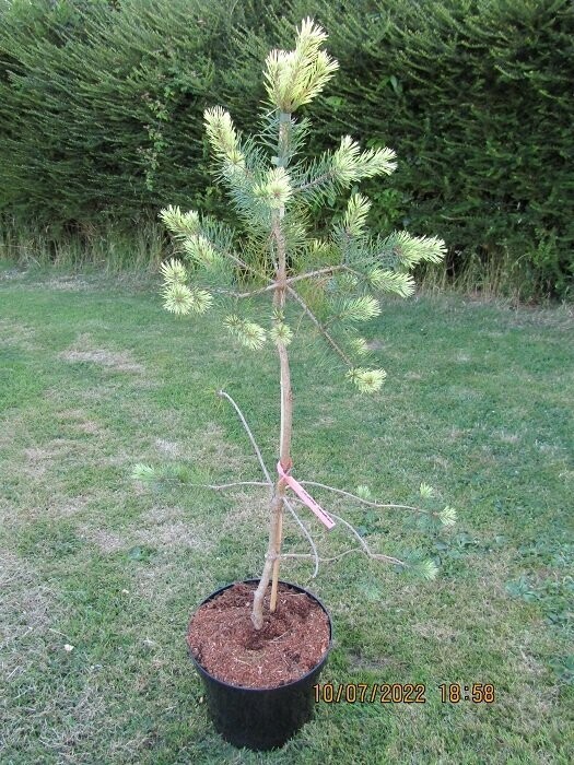 Pinus sylvestris candlelight 7.5L 70-90cm