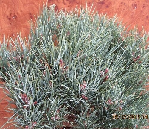 Pinus sylvestris watereriana  30L 120-130x140cm multi-stem iro 25 yrs old. Additional picture is a sample of the stock