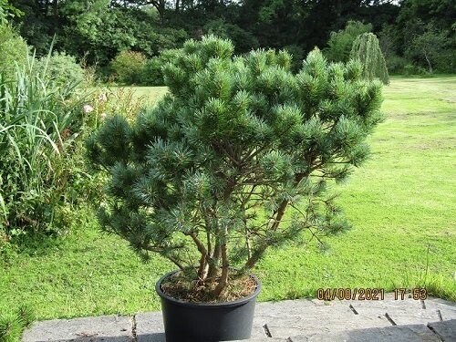 Pinus sylvestris watereriana  30L 120-130x140cm multi-stem iro 25 yrs old. Additional picture is a sample of the stock UNDER REVIEW