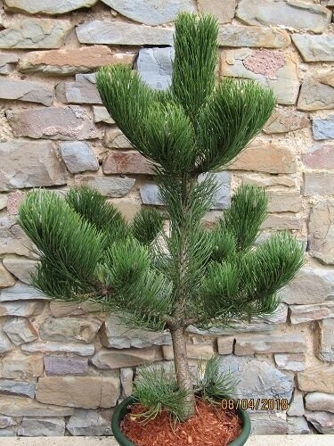 Pinus nigra oregon green 7.5L 70-80cm