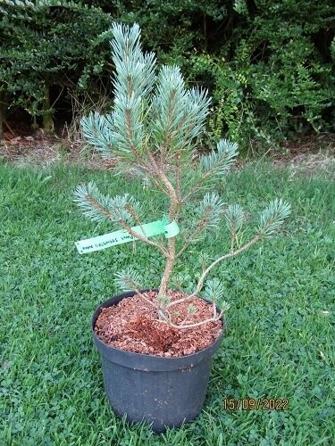 Pinus sylvestris nana 3L 40-50cm