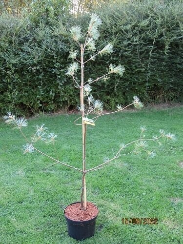 Pinus strobus white mountain(syn. ~himmelblaue) 150-160x 120cm EXACT ITEM OFFER