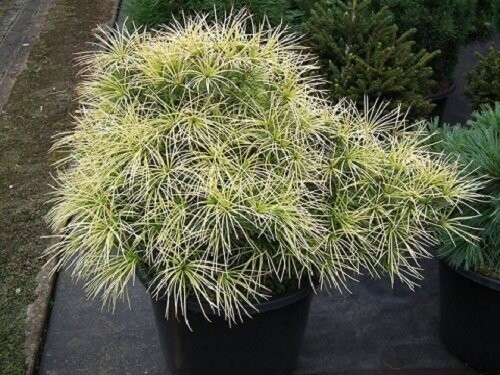 Sciadopitys verticillata mireille 5L 60-70cm, EXACT ITEM additional picture