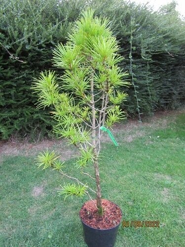 Sciadopitys verticillata, 10L 120-130cm EXACT ITEM OFFER
