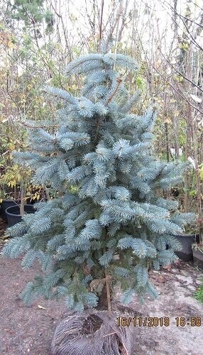 Picea pungens Edith 150-175cm rb SPECIAL ORDER, ex nursery