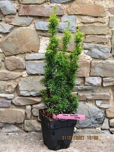 Taxus baccata David 50-60cm
