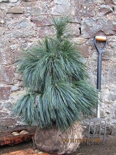 Pinus schwerinii weithorst 15L 100-115cm