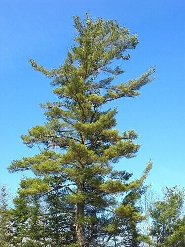 Pinus strobus, Eastern white/Weymouth pine  P9 50-60cm