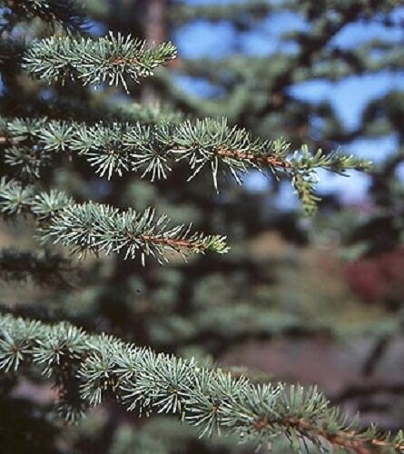 Cedrus libani var. brevifolia, Cyprus cedar, 35-40cm
