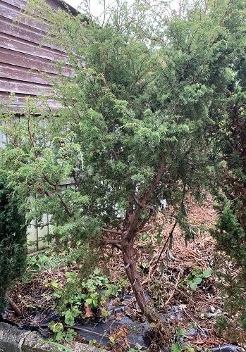 Juniperus communis 140-160cm EXACT ITEM OFFER iro 20yrs old