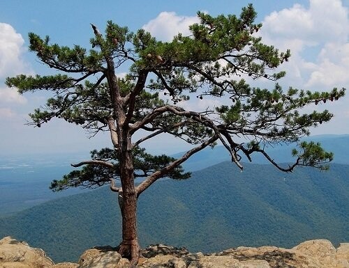 Pinus pungens, Table mountain pine 40-50cm
